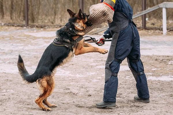 A German Shepherd in a harness bites a padded sleeve worn by a person in protective gear during a training exercise outdoors, showcasing the intensity that might require advice from a Philadelphia Dog Bite Lawyer.