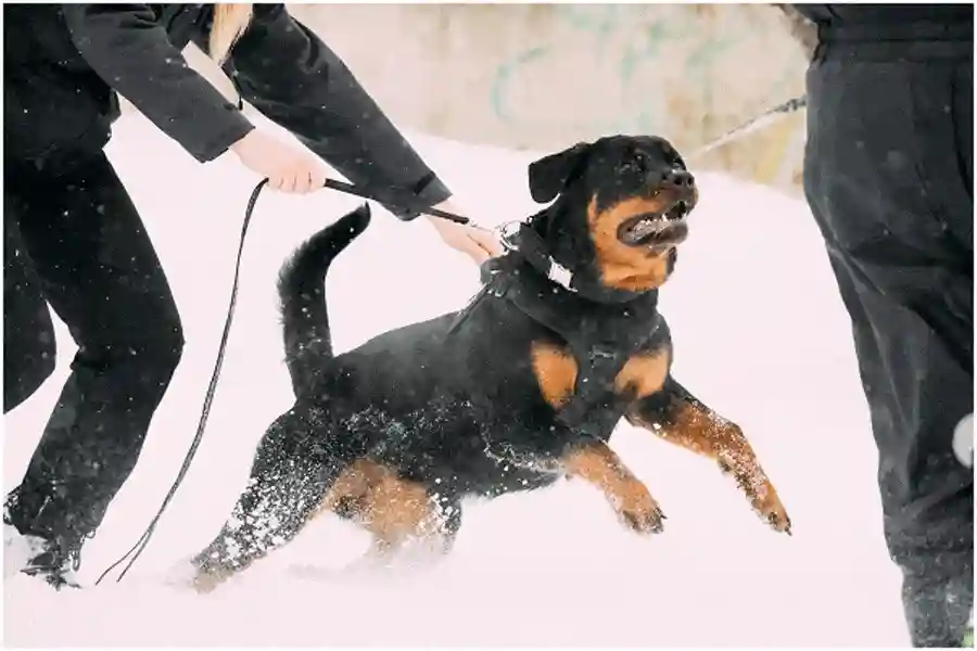 dog-bites-dog-attacks
