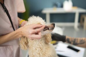 veterinarian examining poodle dog teeth during professional dental checkup